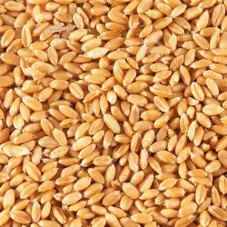 Poshan Wheat Seed, Type of Seed Natural