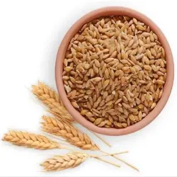 Raj Wheat Seed 4037, Form Seed