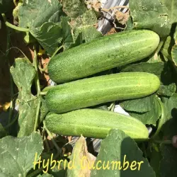 Cucumber Seed Gurka 52 32, Brand yuksel