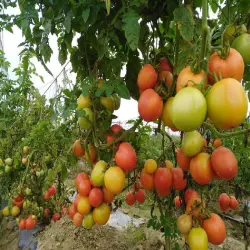 Tomato Seeds, UsageApplication Sowing