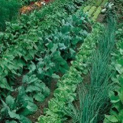 Plant Flower Booster, Brand Raj Agro Solution