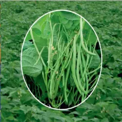 SUPER RANI SEEDS, UsageApplication To Sowing