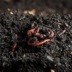 Tulsi Worm Vermicompost, Organic Organic