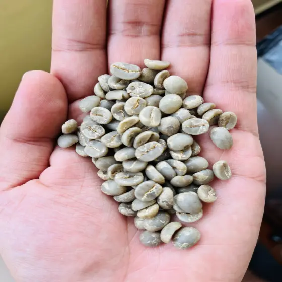 Arabica Plantation Aaa Green Coffee Beans, Naadra LLP, Flavor Profile Sweet, Storage Recommendations Cool Dry Place, Shelf Life 612 Months