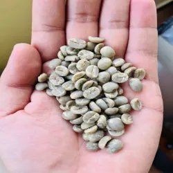 Arabica Plantation Aaa Green Coffee Beans
