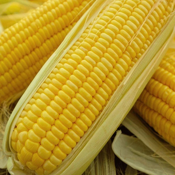corn-2.webp