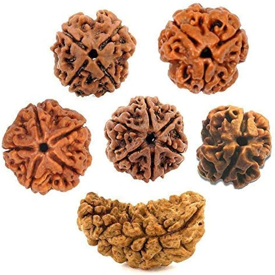 mukhi-rudraksha-2.webp