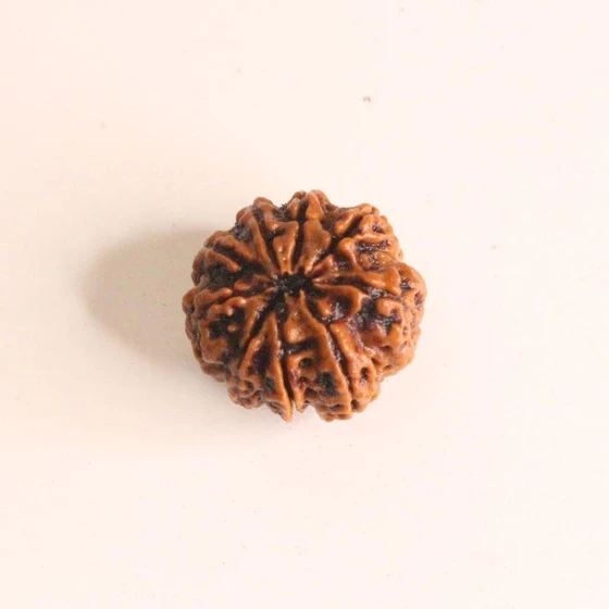 9-mukhi-rudraksha-2.webp