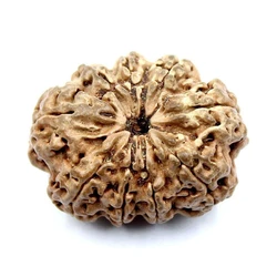 9 Mukhi Rudraksha