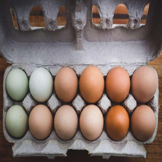 hatched-fresh-eggs-1.webp