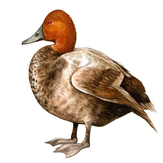 country-duck-brown-2.webp