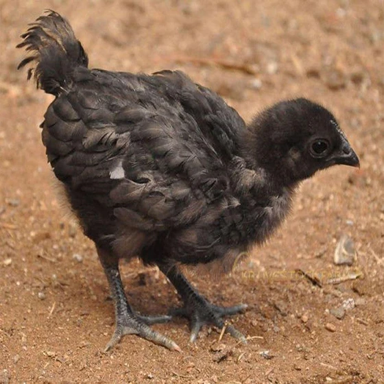 kadaknath-male-live-chicks-2.webp