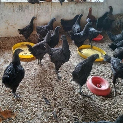 Kadaknath Male Live Chicks