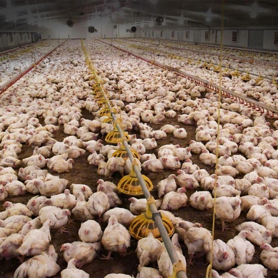 broiler-poultry-chicks-2.webp