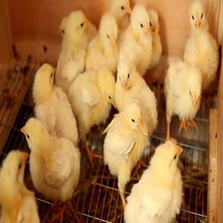 Small Broiler Chicks