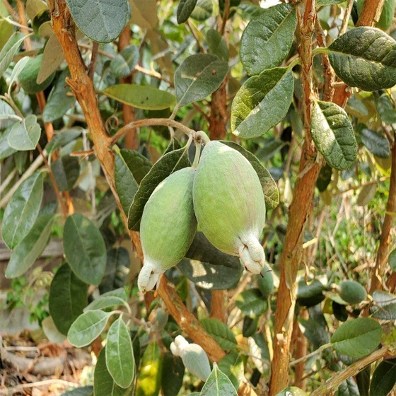 healthy-guava-plants-2.webp