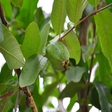 Healthy Guava Plants