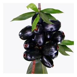 Jamun Fruit Plants