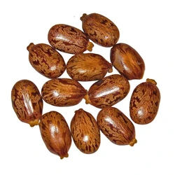 Castor Fresh Seeds