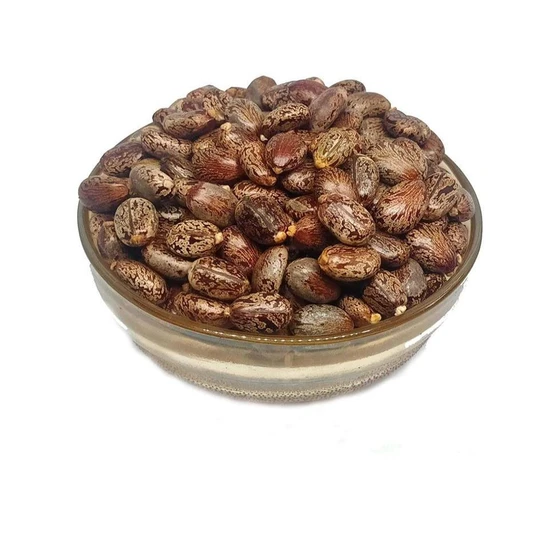 seeds-organic-castor-1.webp