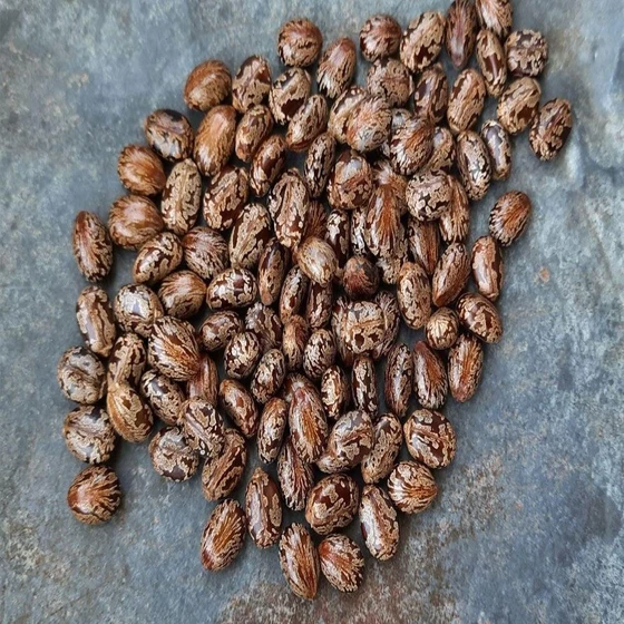 seeds-organic-castor-2.webp