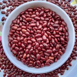 Long Rajma Bean Seeds