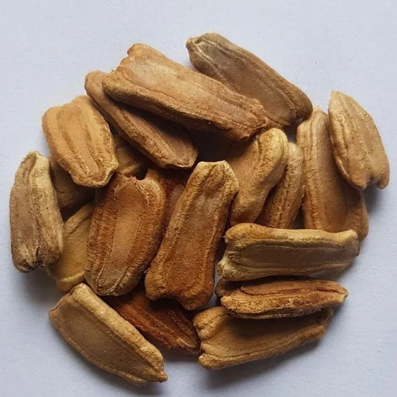bottle-gourd-seeds-2.webp