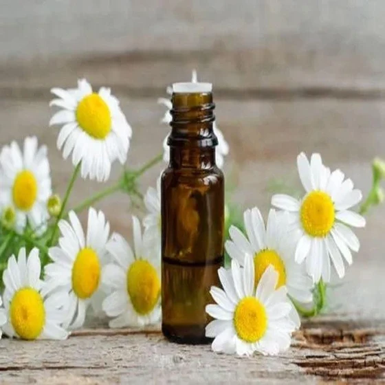 recutita-chamomile-oil-2.webp