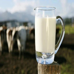 Fresh Cow Milk