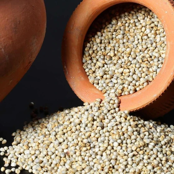 high-protein-pearl-millet-2.webp