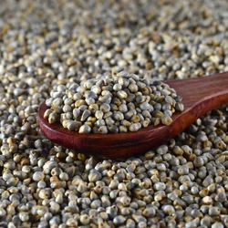 High Protein Pearl Millet