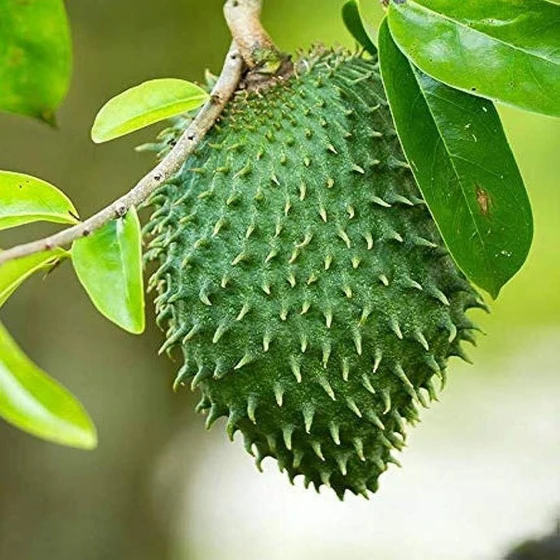 green-soursop-fruit-2.webp