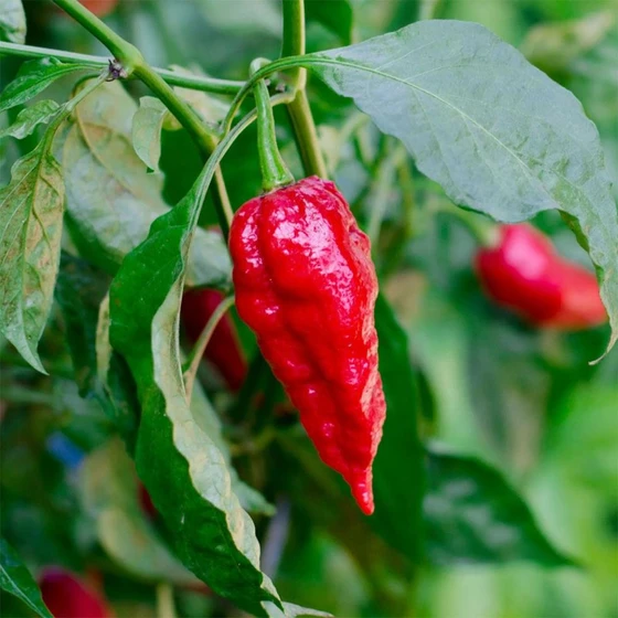 red-ghost-pepper-2.webp