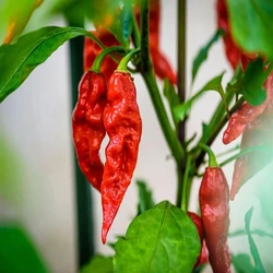 Red Ghost Pepper