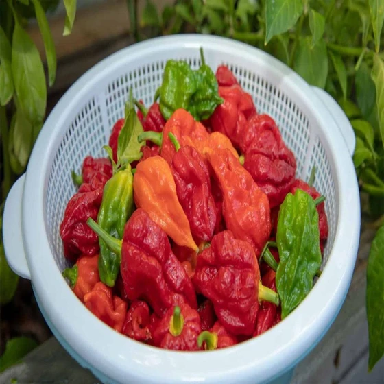 spicy-ghost-fresh-pepper-2.webp