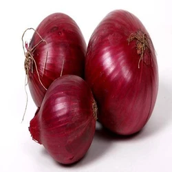 Red Fresh Onions