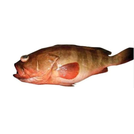 reef-cod-fish-2.webp