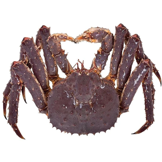 fresh-live-crabs-2.webp