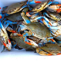 Fresh Live Crabs