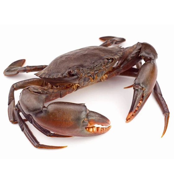 whole-mud-crab-2.webp