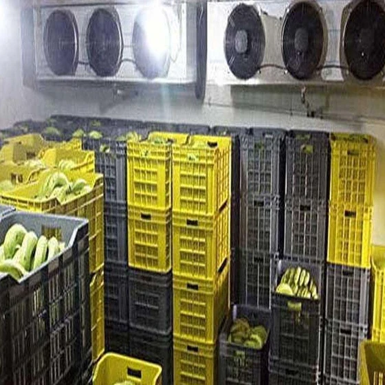 fruits-ripening-chamber-2.webp