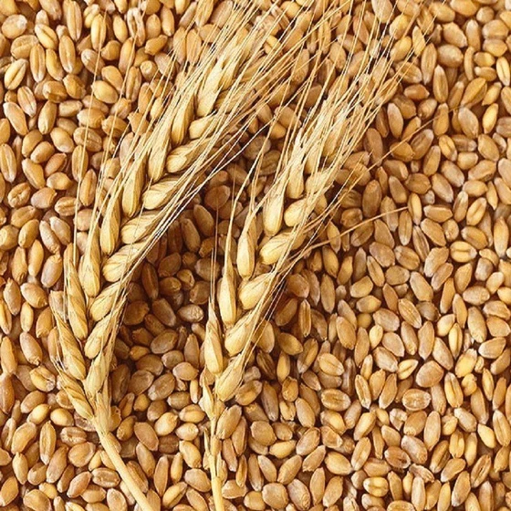 hard-food-grains-2.webp