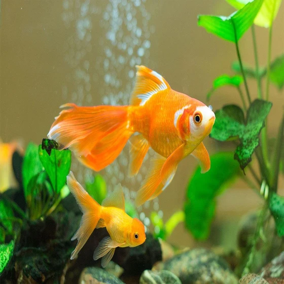 artificial-aquarium-fish-2.webp
