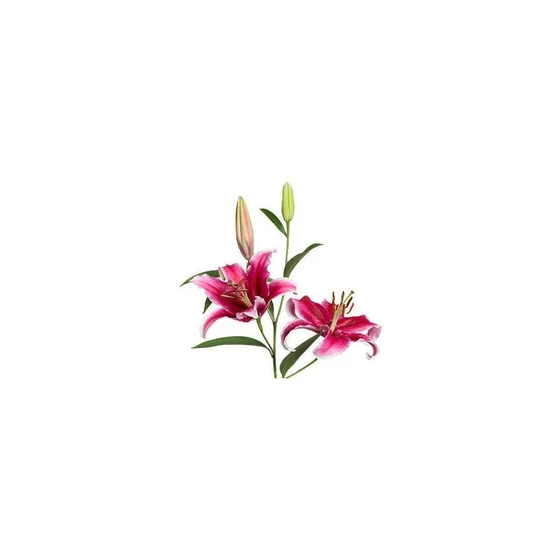 navona-asiatic-lilies-plant-2.webp