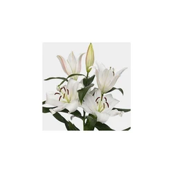 Navona asiatic lilies plant