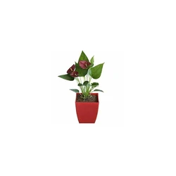Decoration anthurium pot plant