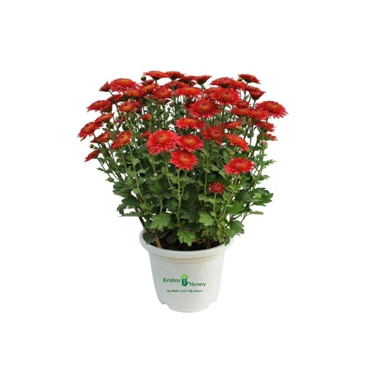 red-chrysanthemum-pot-plant-2.webp