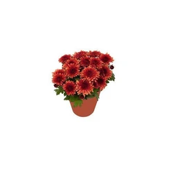 Red chrysanthemum pot plant