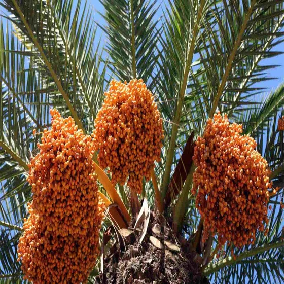 date-palm-plant-1.webp