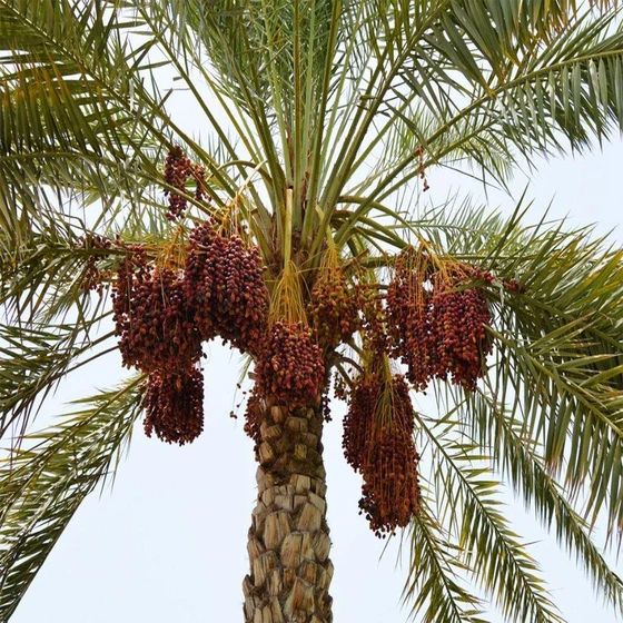 date-palm-plant-2.webp